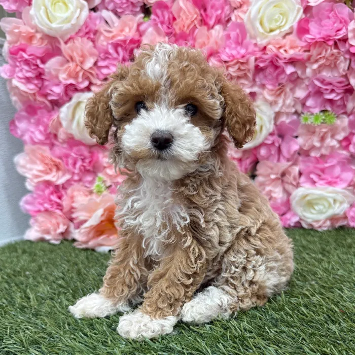 Female Mini Goldendoodle 2nd Gen Puppy for Sale in Braintree, MA