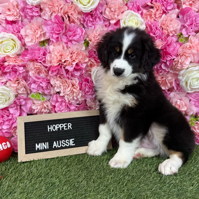 Male Miniature Australian Shepherd puppy named Hopper for sale at Pet Express Braintree.