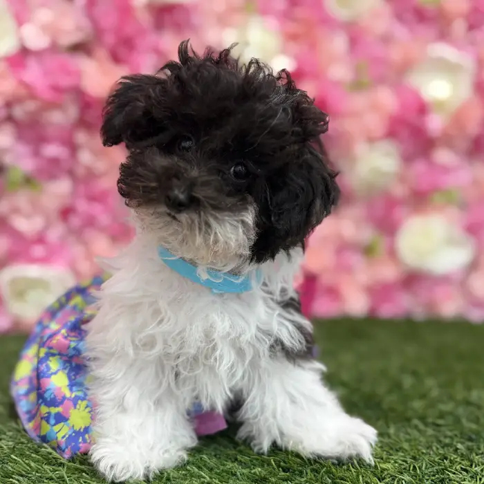 Female Bichon-Poodle 2nd Gen Puppy for Sale in Saugus, MA