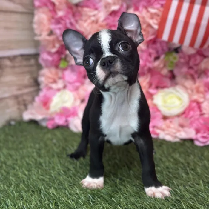 Male Boston Terrier Puppy for Sale in Saugus, MA