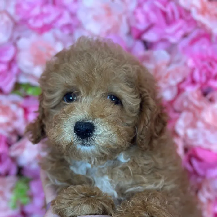 Female Malti-Poo 2Nd Gen puppy named Cher for sale at Pet Express Saugus.