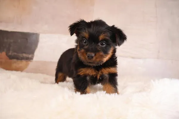 Male Yorkshire Terrier puppy named Max for sale at Pet Express Saugus.