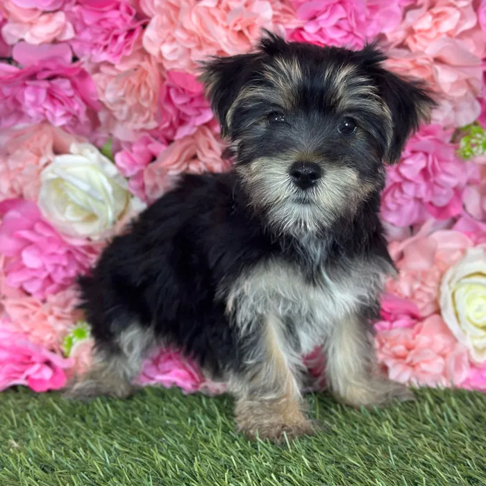 Female Yorkie-Poo 2Nd Gen puppy named Ella for sale at Pet Express Saugus.