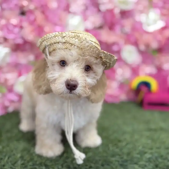 Female Mini NewfyPoo Puppy for Sale in Braintree, MA