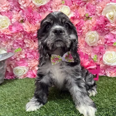 Male Cocker Spaniel Puppy for Sale in Braintree, MA