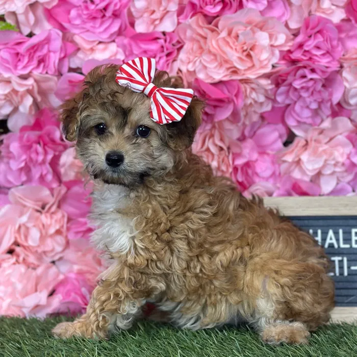 Female Malti-Poo 2Nd Gen puppy named Haley for sale at Pet Express Saugus.