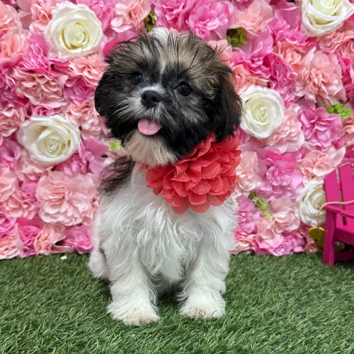 Female Shih Tzu Puppy for Sale in Braintree, MA