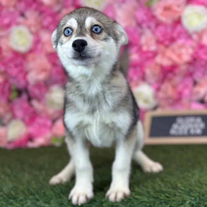 Female Alaskan Klee Kai puppy named Gloria for sale at Pet Express Saugus.
