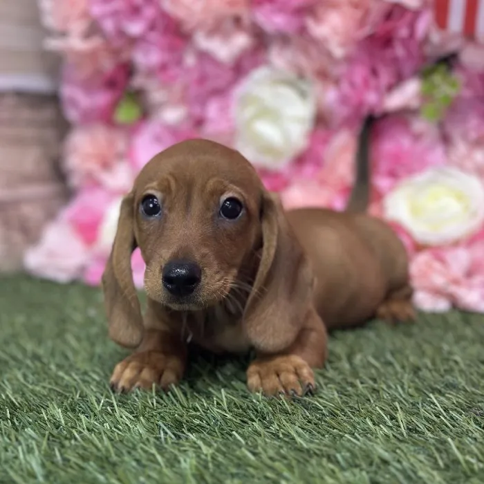 Male Dachshund Puppy for Sale in Saugus, MA