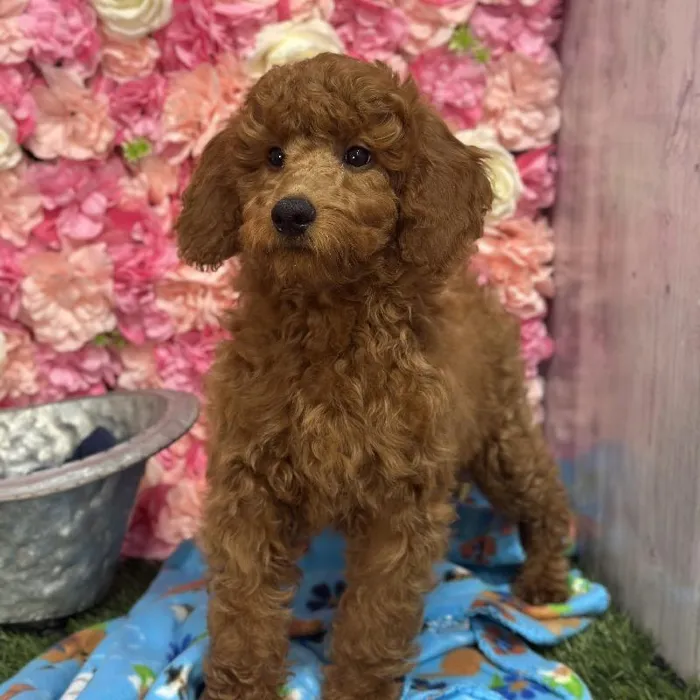 Male Mini Irishdoodle 2nd Gen Puppy for Sale in Saugus, MA