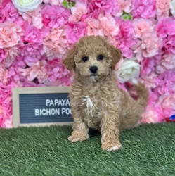 Female Bichon-Poodle puppy named Papaya for sale at Pet Express Saugus.