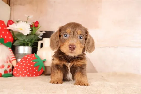 Male Dachshund puppy named Willie for sale at Pet Express Braintree.