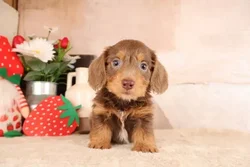 Male Dachshund puppy named Willie for sale at Pet Express Braintree.