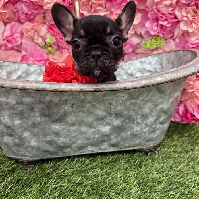 Female French Bulldog Puppy for Sale in Braintree, MA