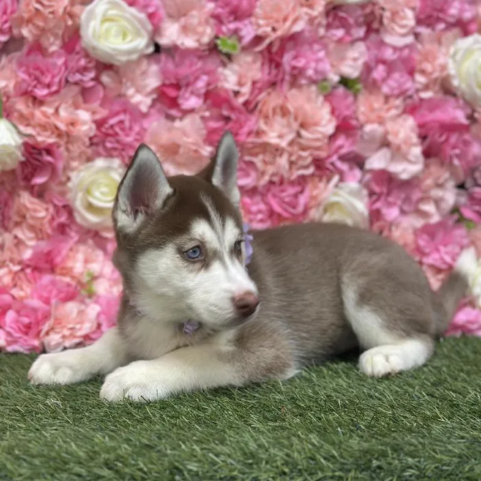 Female Siberian Husky Puppy for Sale in Saugus, MA