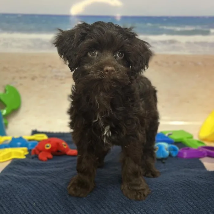 Male Havapoo Puppy for Sale in Saugus, MA