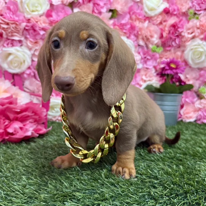 Male Dachshund Puppy for Sale in Braintree, MA