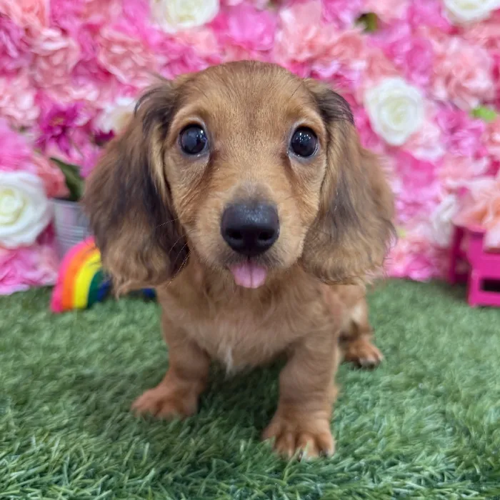 Female Dachshund Puppy for Sale in Braintree, MA