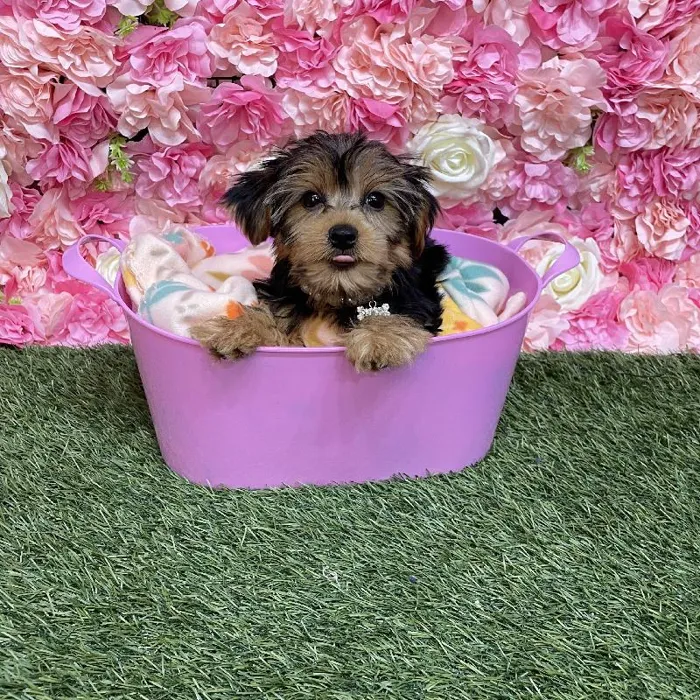 Female Yorkshire Terrier Puppy for Sale in Saugus, MA