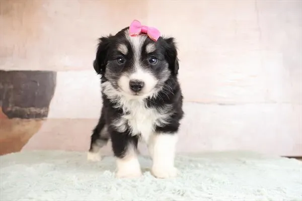 Female Aussiedoodle 2Nd Gen puppy named Bindie for sale at Pet Express Braintree.