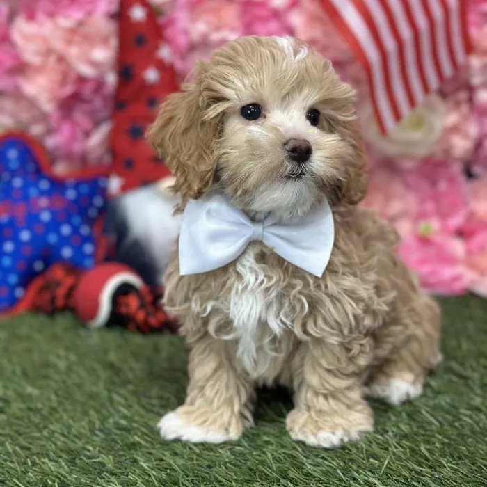 Male Malti-Poo Puppy for Sale in Saugus, MA