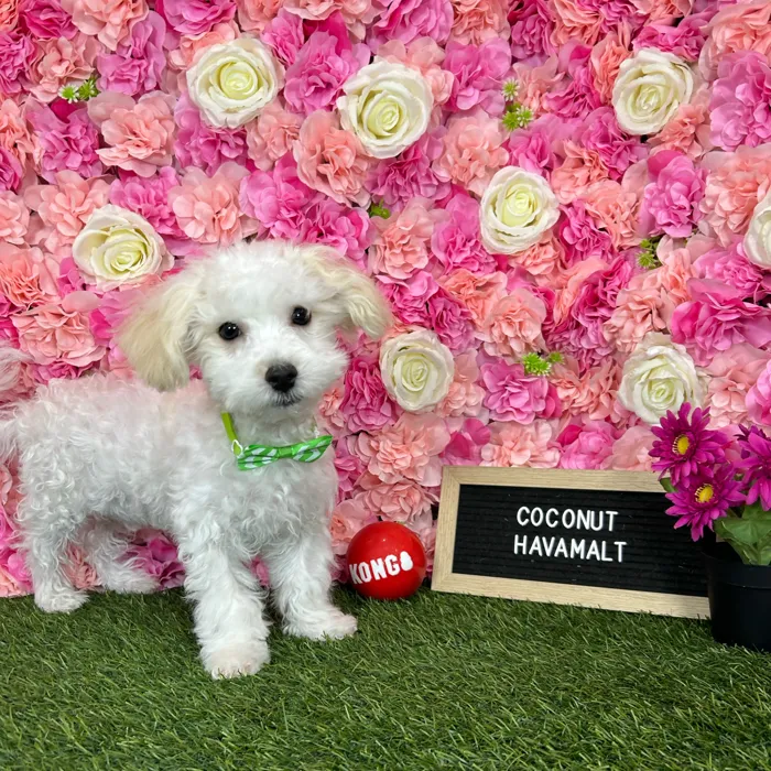 Male Havamalt puppy named Coconut for sale at Pet Express Braintree.