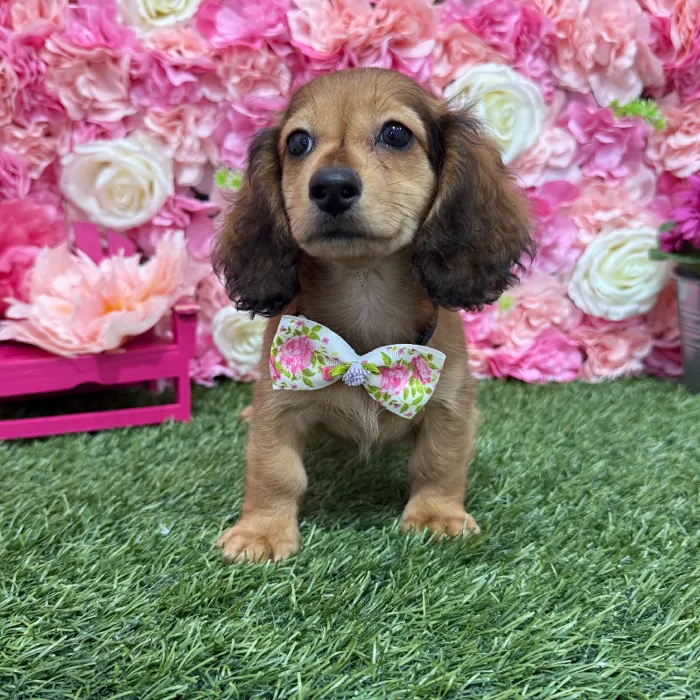 Male Dachshund Puppy for Sale in Braintree, MA