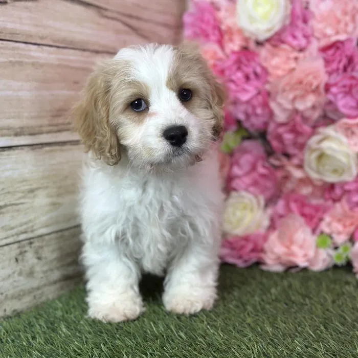 Male Cavachon puppy named Sailor for sale at Pet Express Saugus.