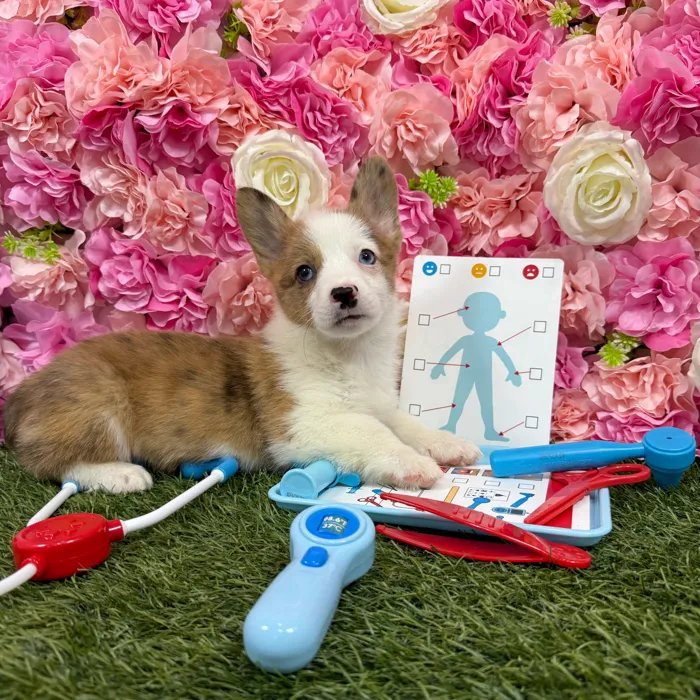 Female Pembroke Welsh Corgi puppy named Arizona for sale at Pet Express Braintree.