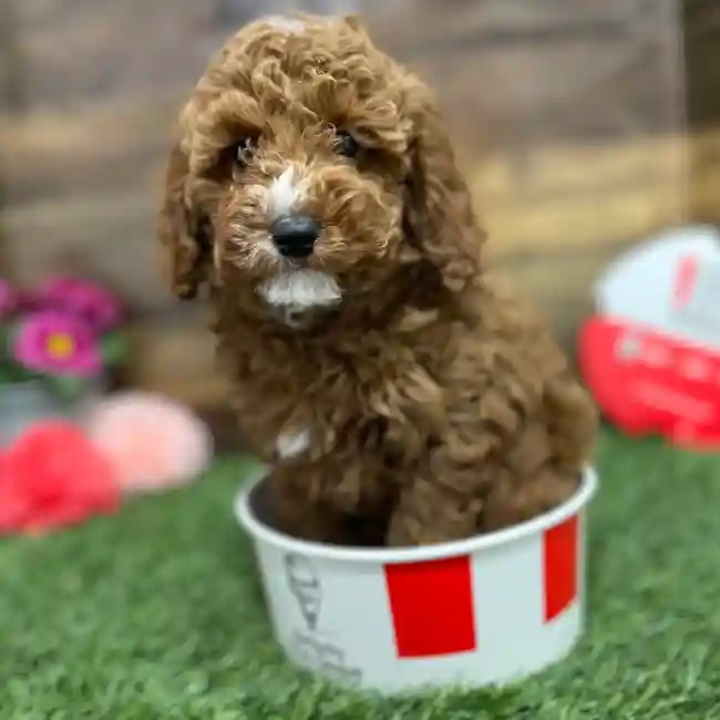 Male Poodle Moyen (Medium) Puppy for Sale in Braintree, MA