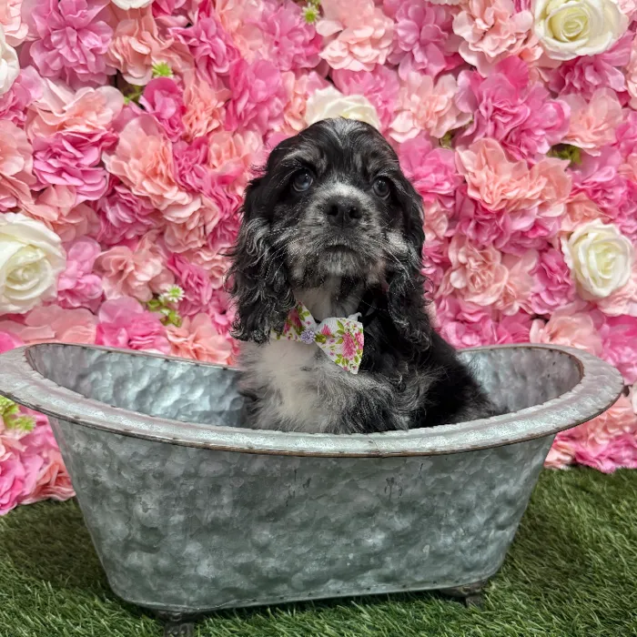Male Cocker Spaniel Puppy for Sale in Braintree, MA