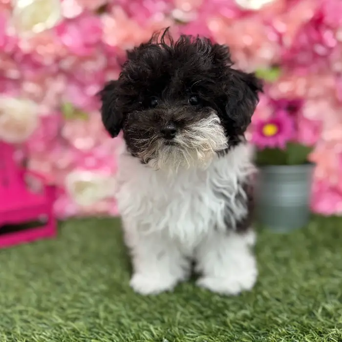 Female Bichon-Poodle 2nd Gen Puppy for Sale in Saugus, MA