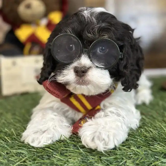 Male Cockapoo Puppy for Sale in Saugus, MA