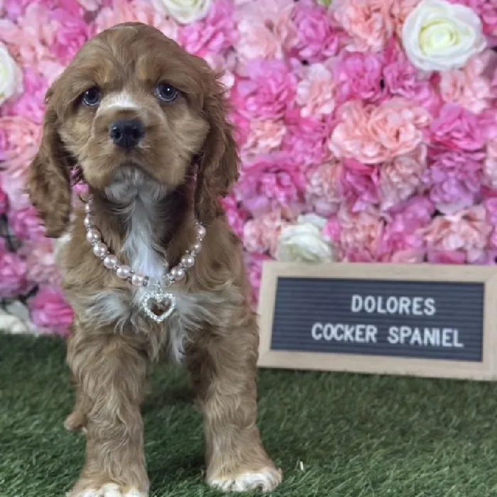 Female Cocker Spaniel puppy named Dolores for sale at Pet Express Saugus.