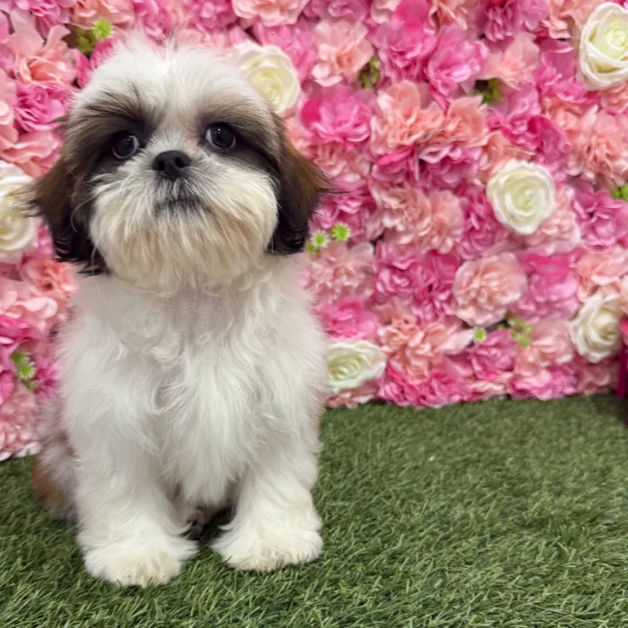Female Shih Tzu Puppy for Sale in Braintree, MA