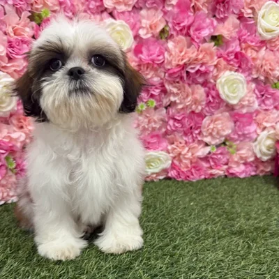 Female Shih Tzu Puppy for Sale in Braintree, MA