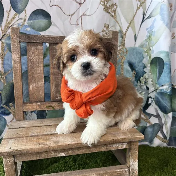 Male Lhasa-Poo puppy named Rajah for sale at Pet Express Braintree.