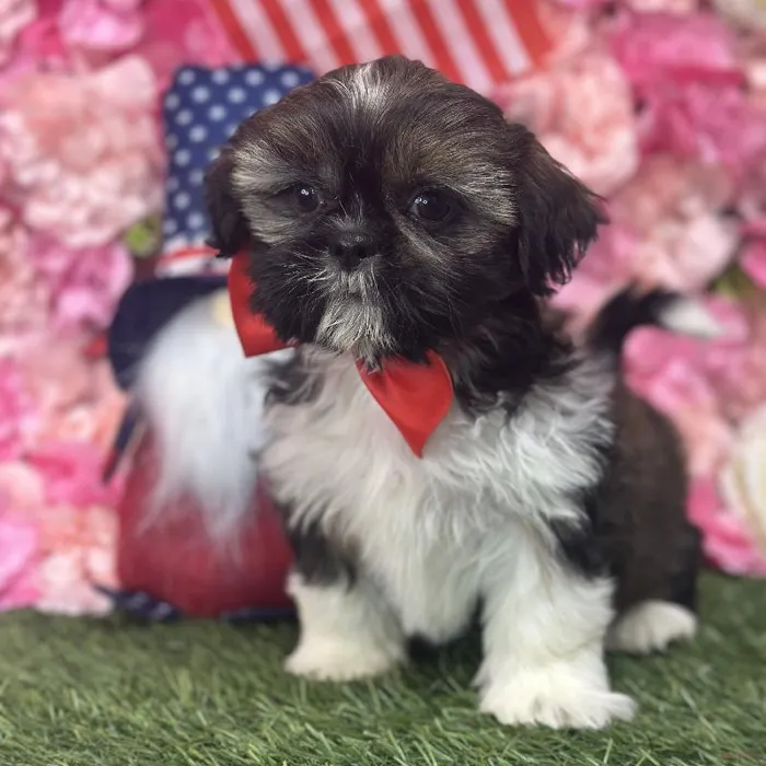 Male Shih Tzu Puppy for Sale in Saugus, MA