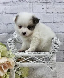 car_main_img_/media/ap_media/pets/NSNVQDNJOKSM182809.webp.250x250_q85.webp