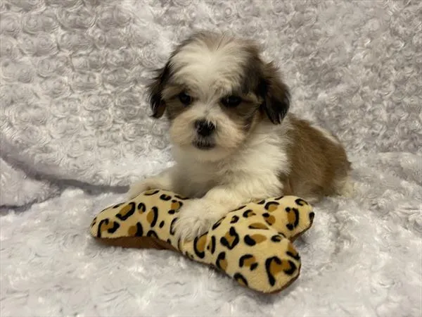 Male Malshi puppy named Smitty for sale at Pet Express Saugus.