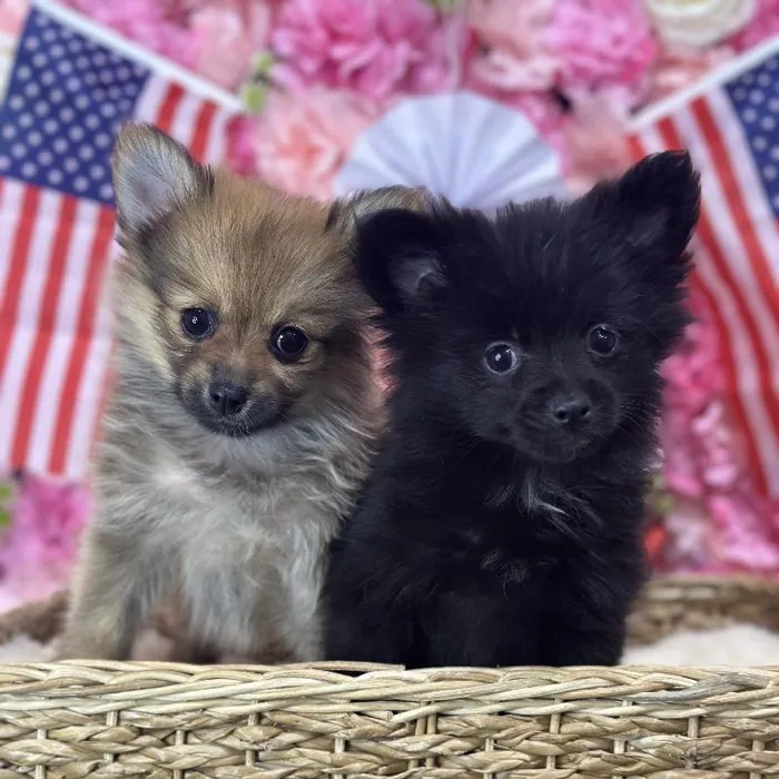 Female Pomeranian Puppy for Sale in Saugus, MA