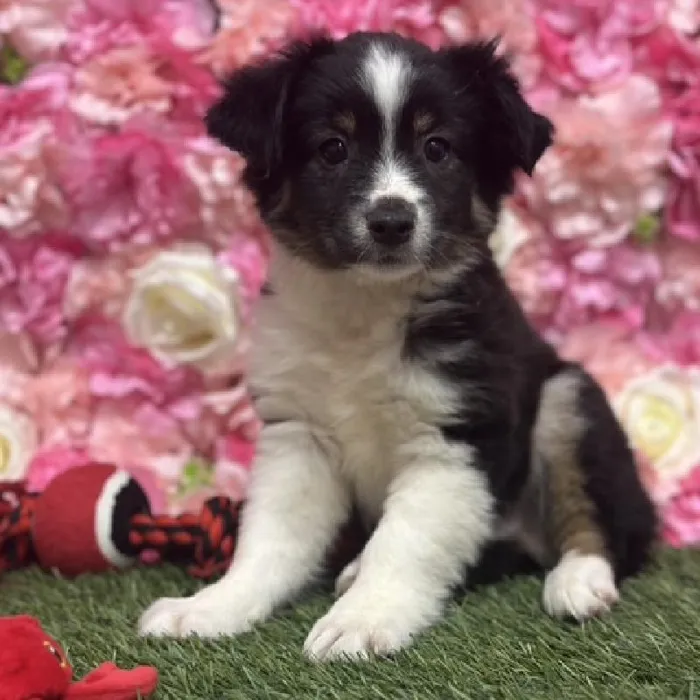 Male Toy Australian Shepherd Puppy for Sale in Saugus, MA