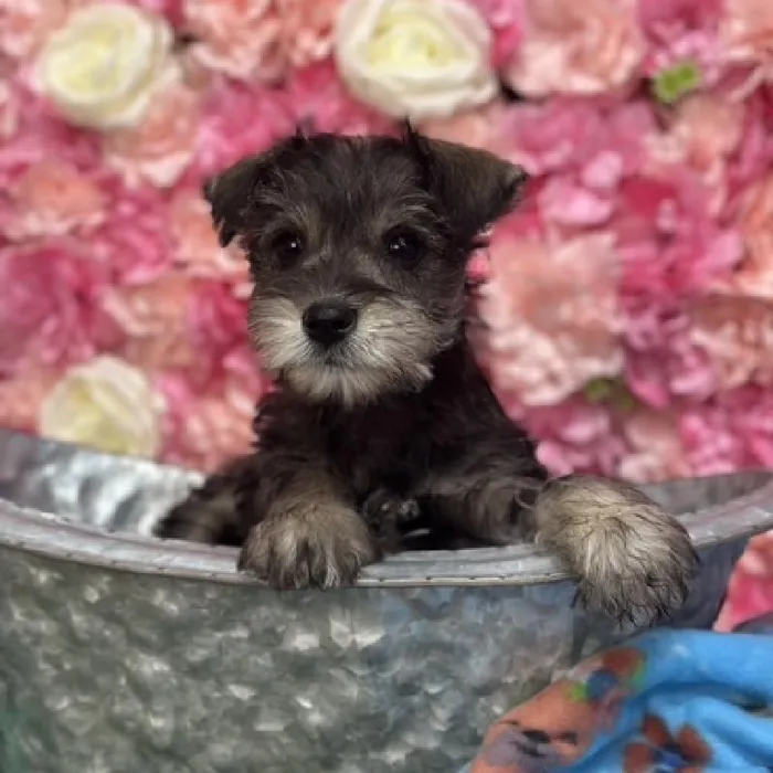 Male Miniature Schnauzer Puppy for Sale in Saugus, MA