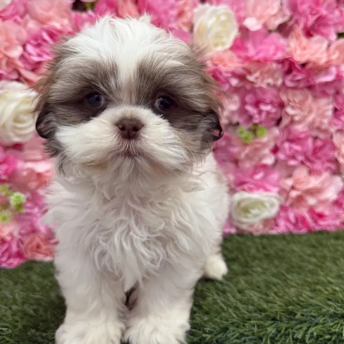 Male Shih Tzu Puppy for Sale in Braintree, MA