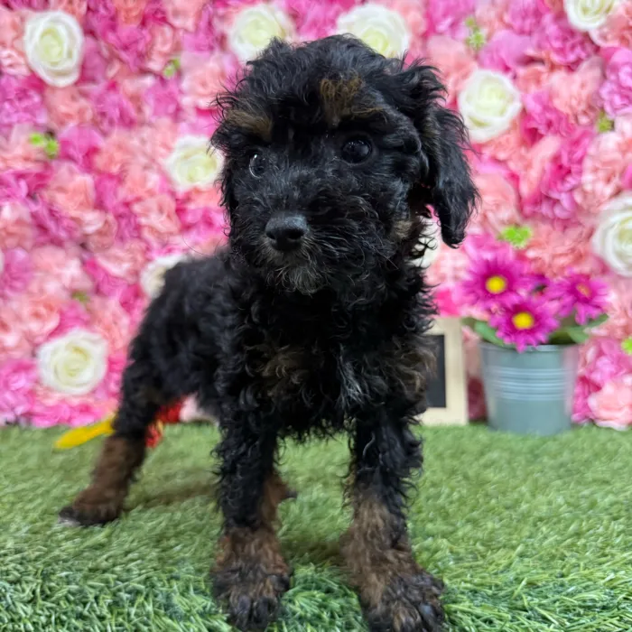 Female Poodle (Mini) puppy named Emma for sale at Pet Express Braintree.