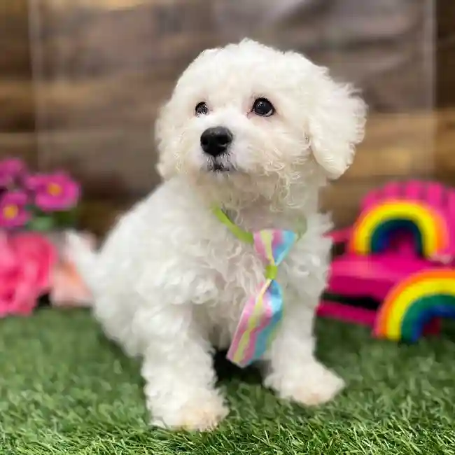 Male Bichon Frise Puppy for Sale in Braintree, MA