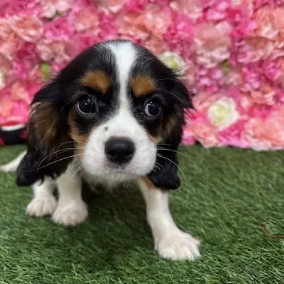 Male Cavalier King Charles Spaniel Puppy for Sale in Saugus, MA