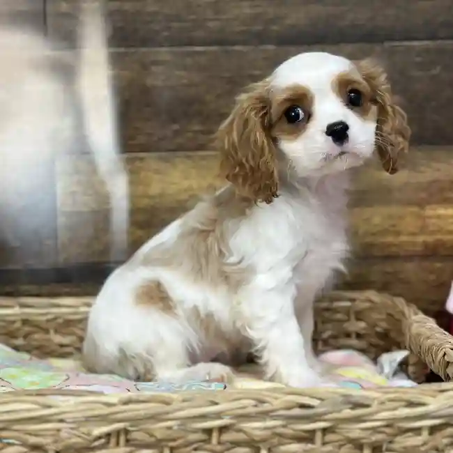 Male Cavalier King Charles Spaniel Puppy for Sale in Saugus, MA