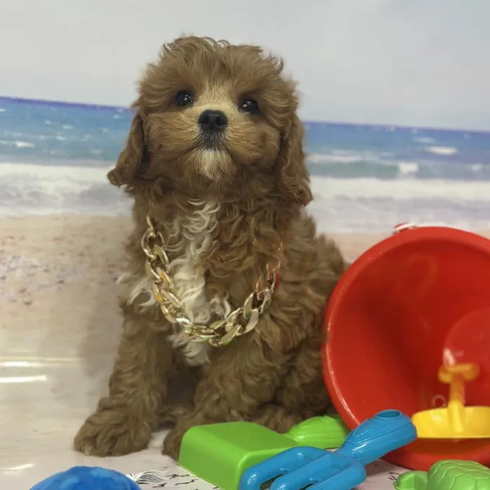 Male Cavapoo Puppy for Sale in Saugus, MA