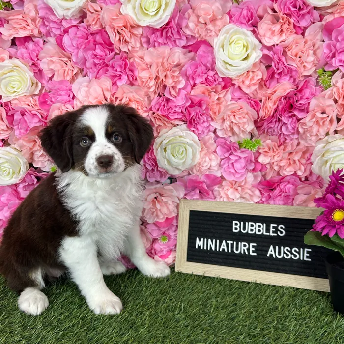 Female Miniature Australian Shepherd puppy named Bubbles for sale at Pet Express Braintree.